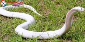 Nằm Mơ Thấy Rắn Đánh Số Gì