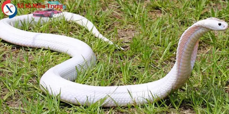 Nằm Mơ Thấy Rắn Đánh Số Gì